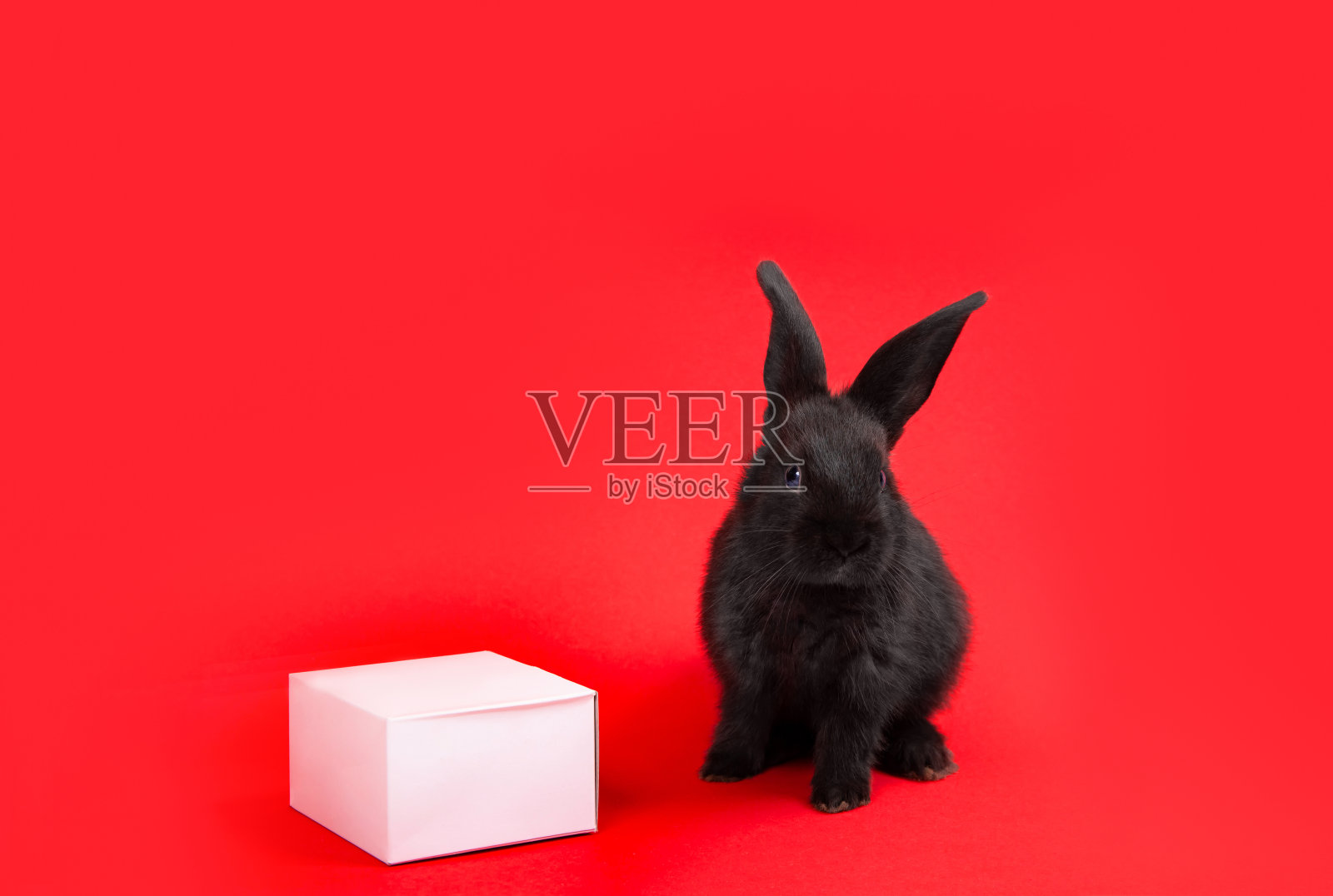 一只黑兔子坐在红色背景的白色纸盒里。根据中国生肖历法，兔是2023年的象征。新年贺卡。农场动物。可爱的宠物的家庭照片摄影图片