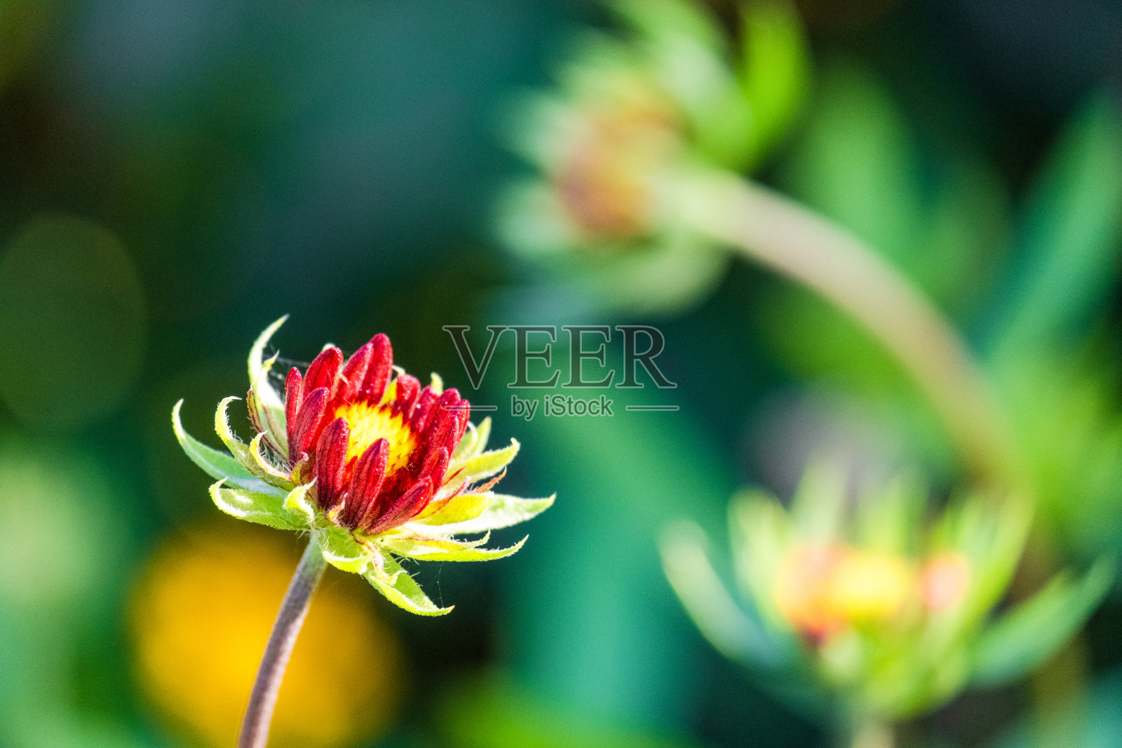 花园里的花朵盛开照片摄影图片
