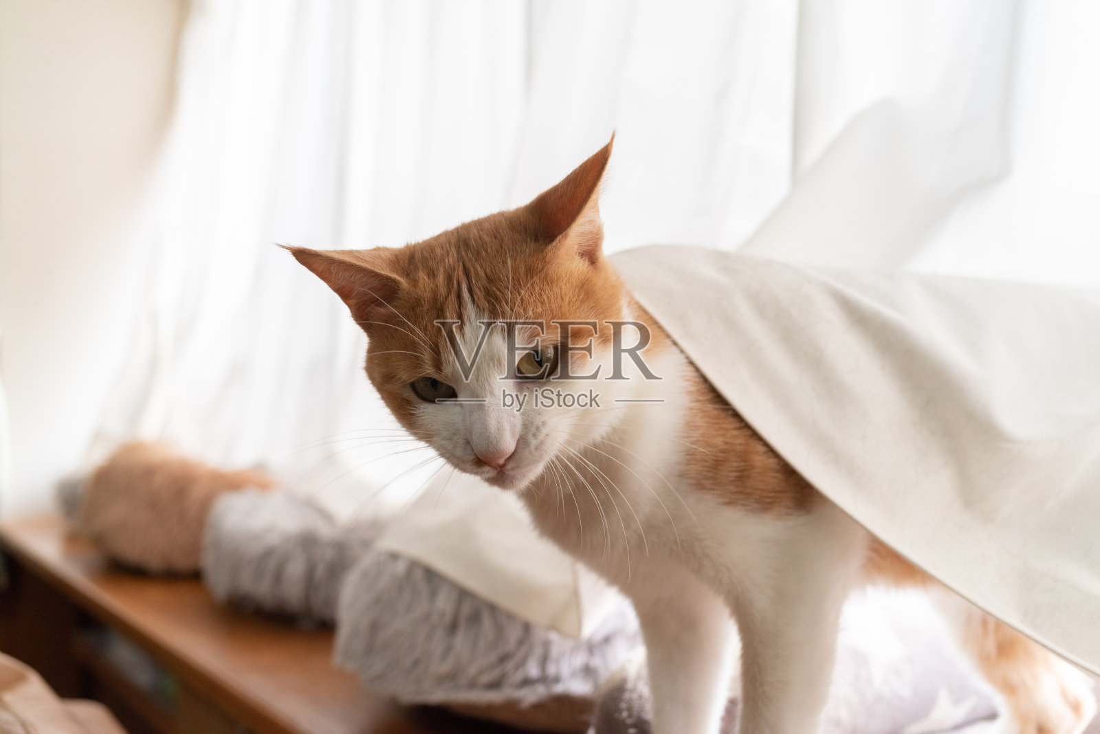 窗边的猫照片摄影图片