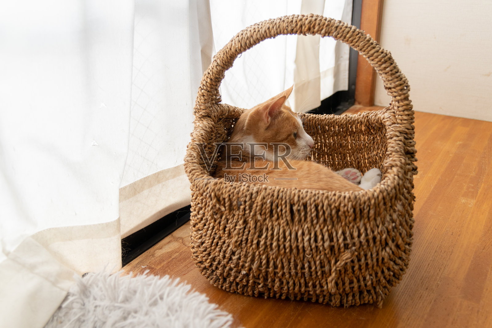 放松的猫照片摄影图片