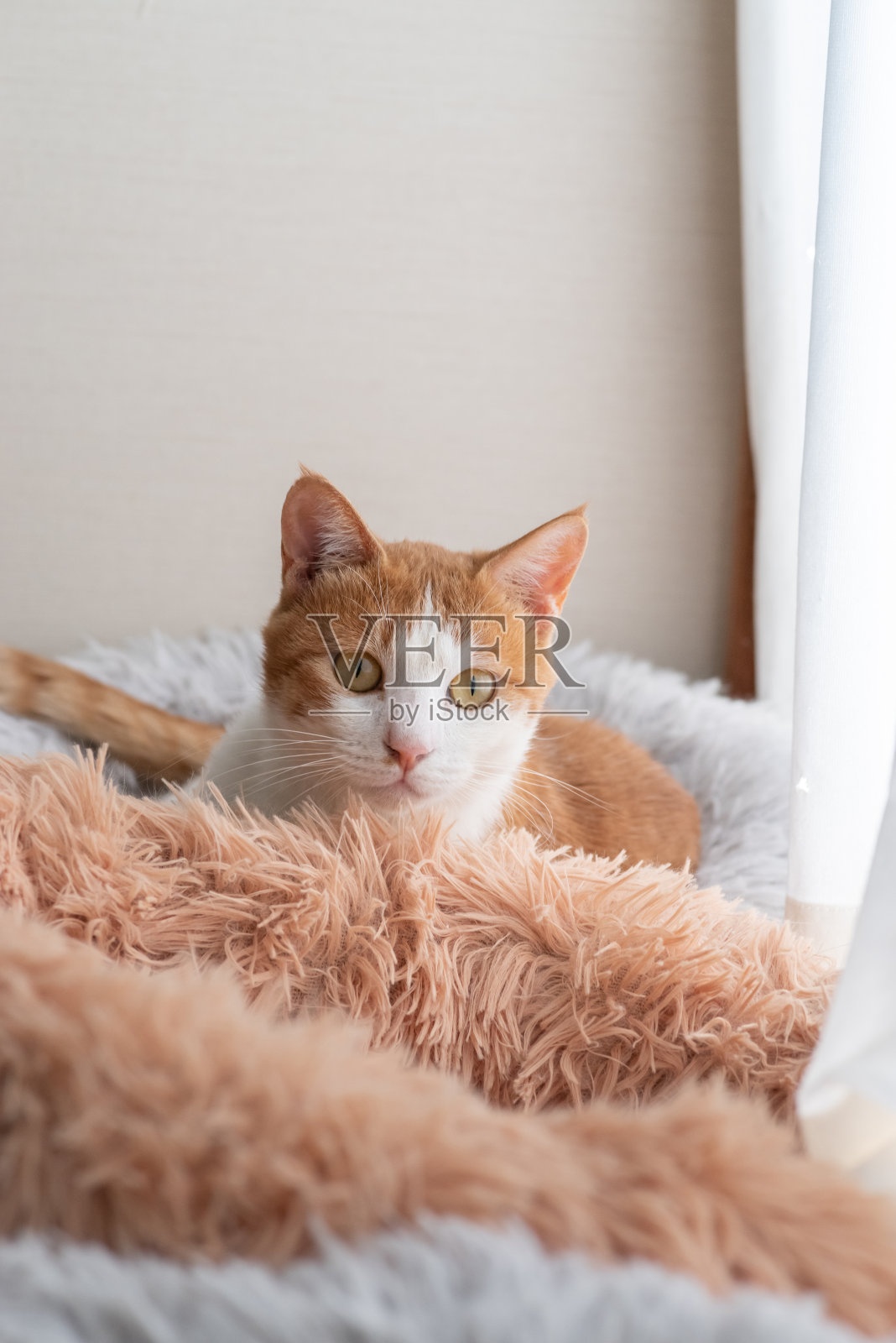 盯着猫照片摄影图片