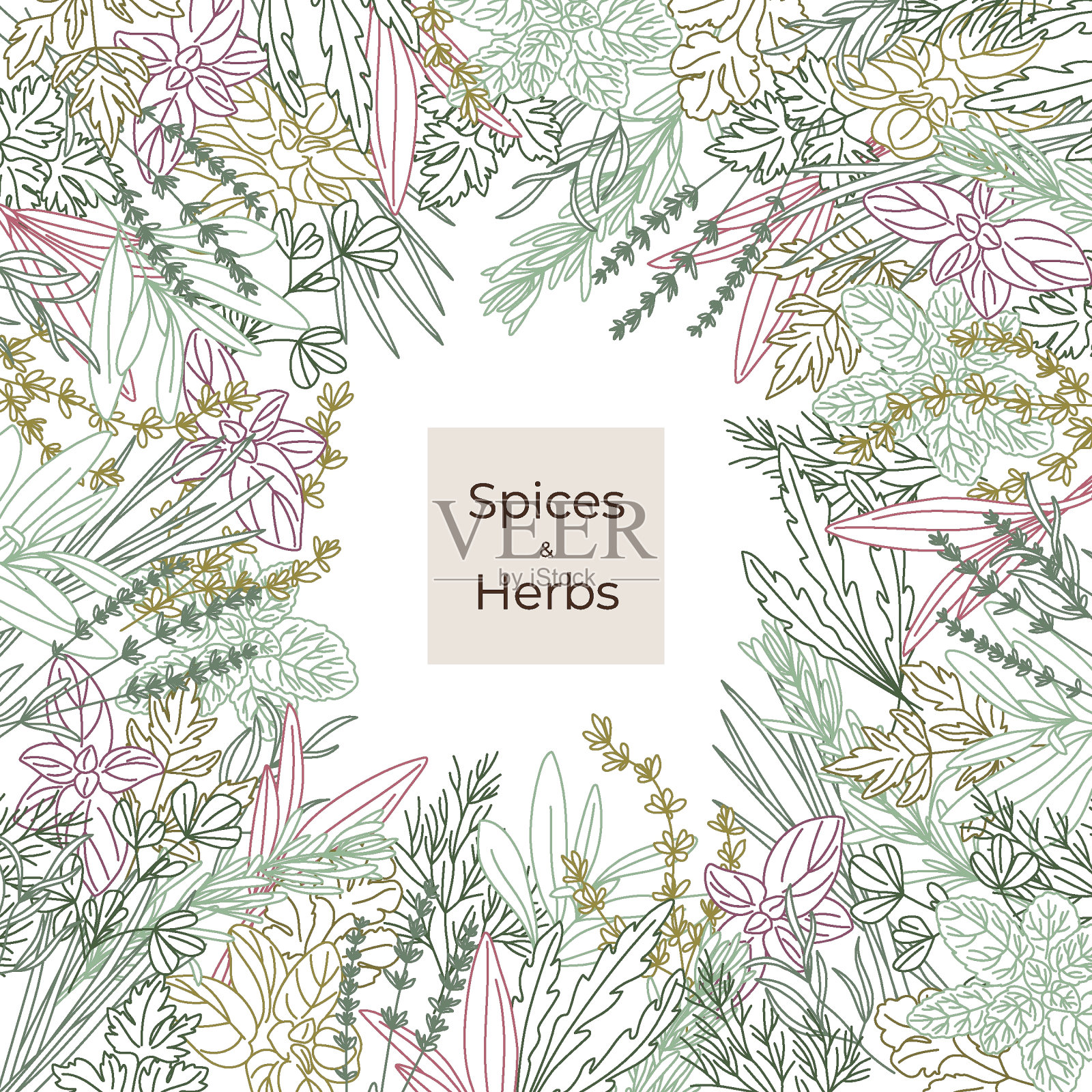 标签封面和无缝模式的辛辣香草线牛至，胡芦巴，迷迭香，薄荷，芝麻菜，百里香，欧芹，薰衣草，龙蒿，罗勒，莳萝，葱，车瑞香，香菜，鼠尾草，洛瓦奇。矢量图设计元素图片