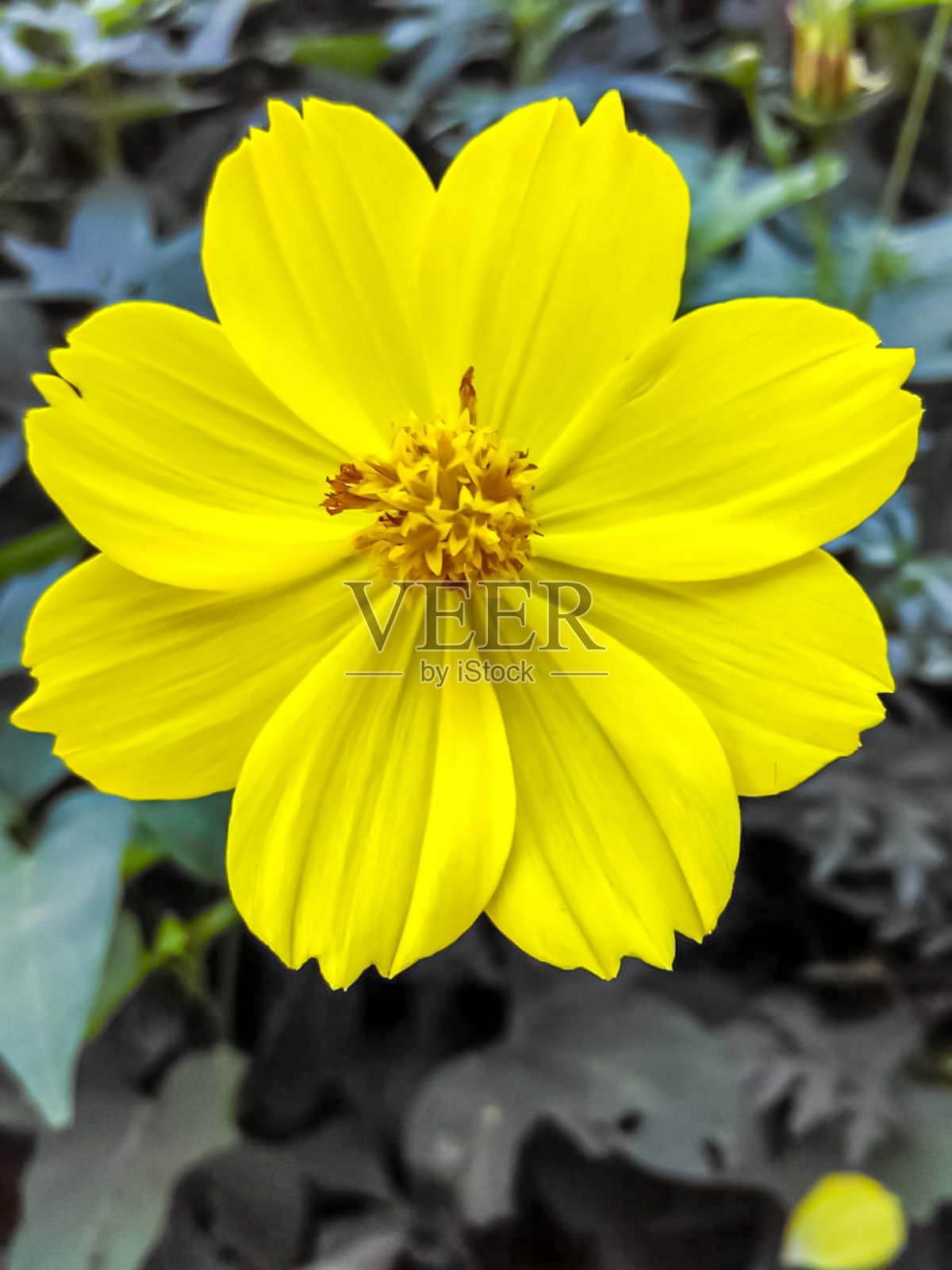 黄色的硫宇宙(硫宇宙)照片摄影图片