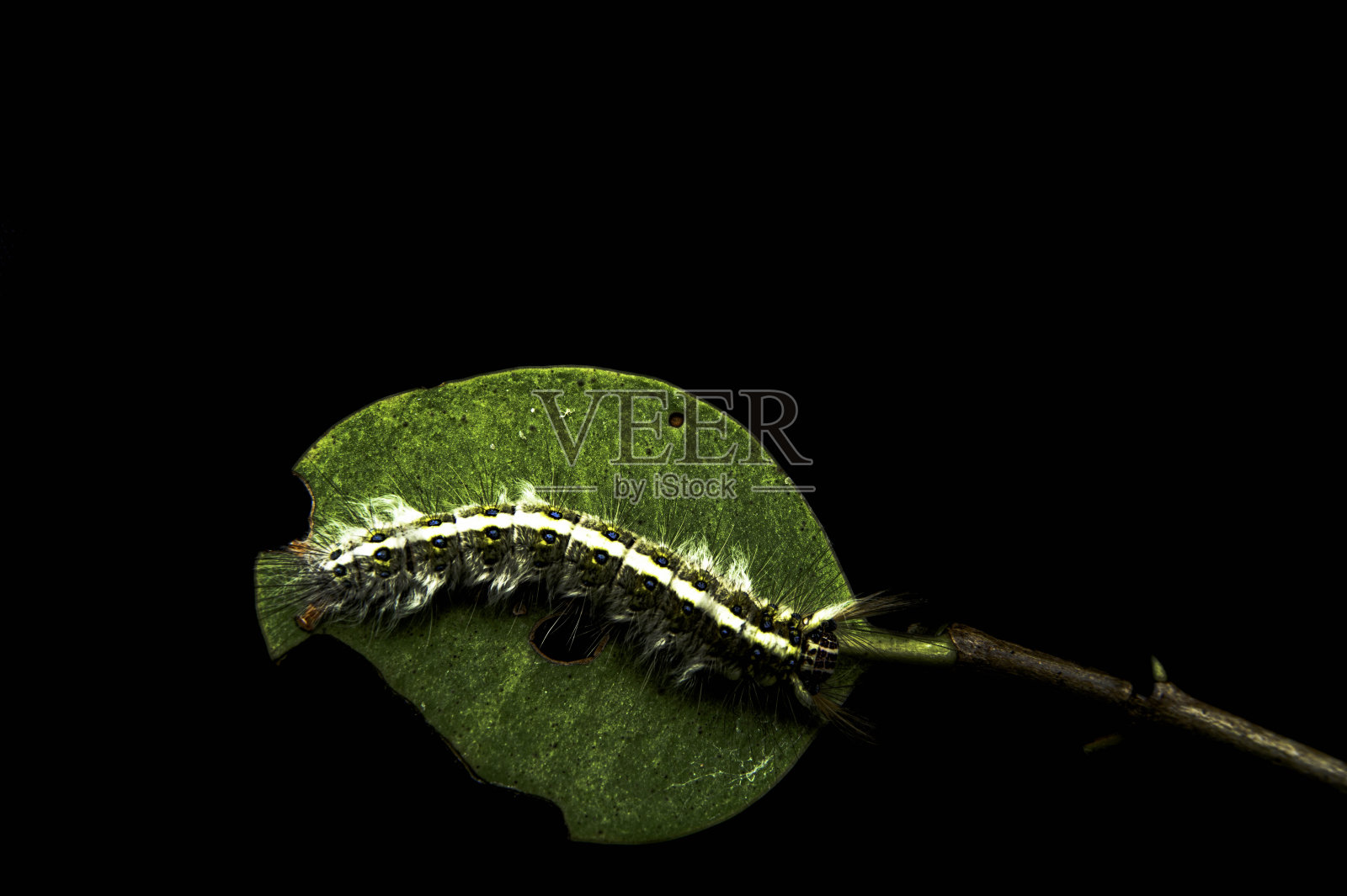 毛毛虫正在吃黑色背景下凹陷的绿叶。照片摄影图片
