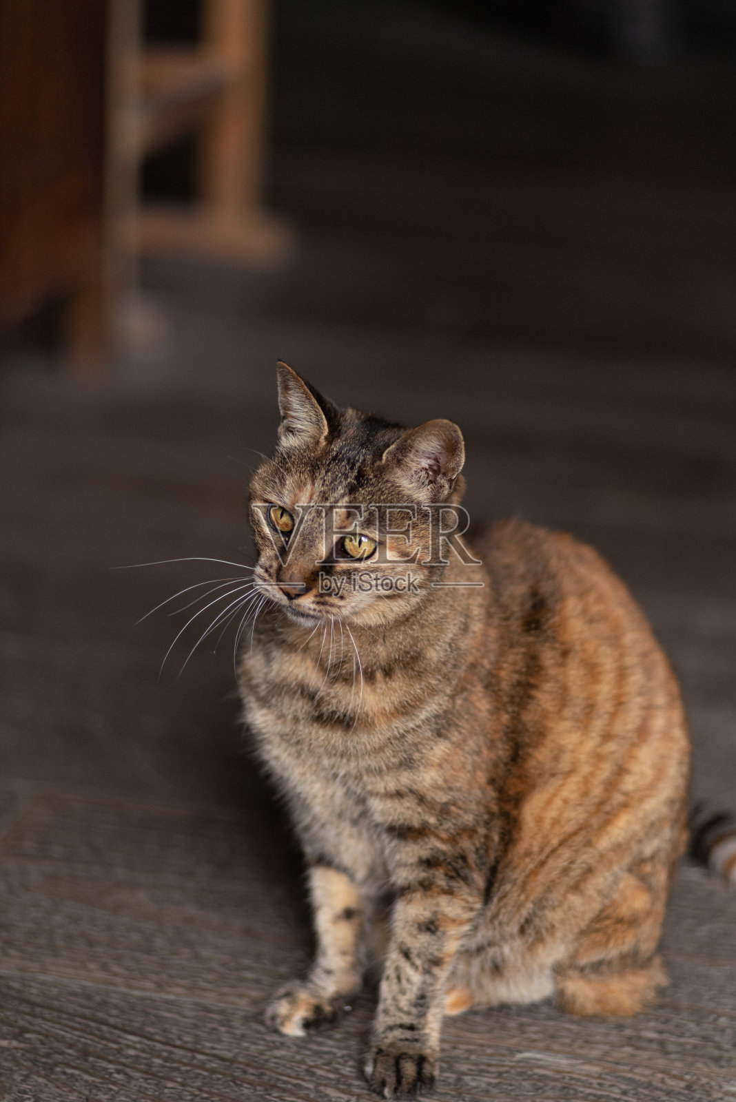 盯着猫照片摄影图片