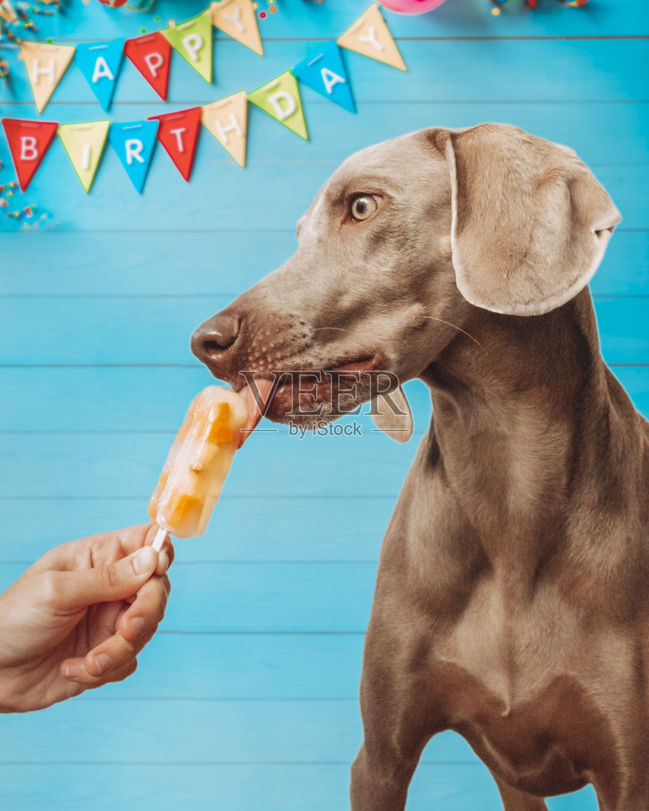 威玛拉尔犬在他两岁生日聚会上舔着自制的健康冰棒。水果冰淇淋。照片摄影图片