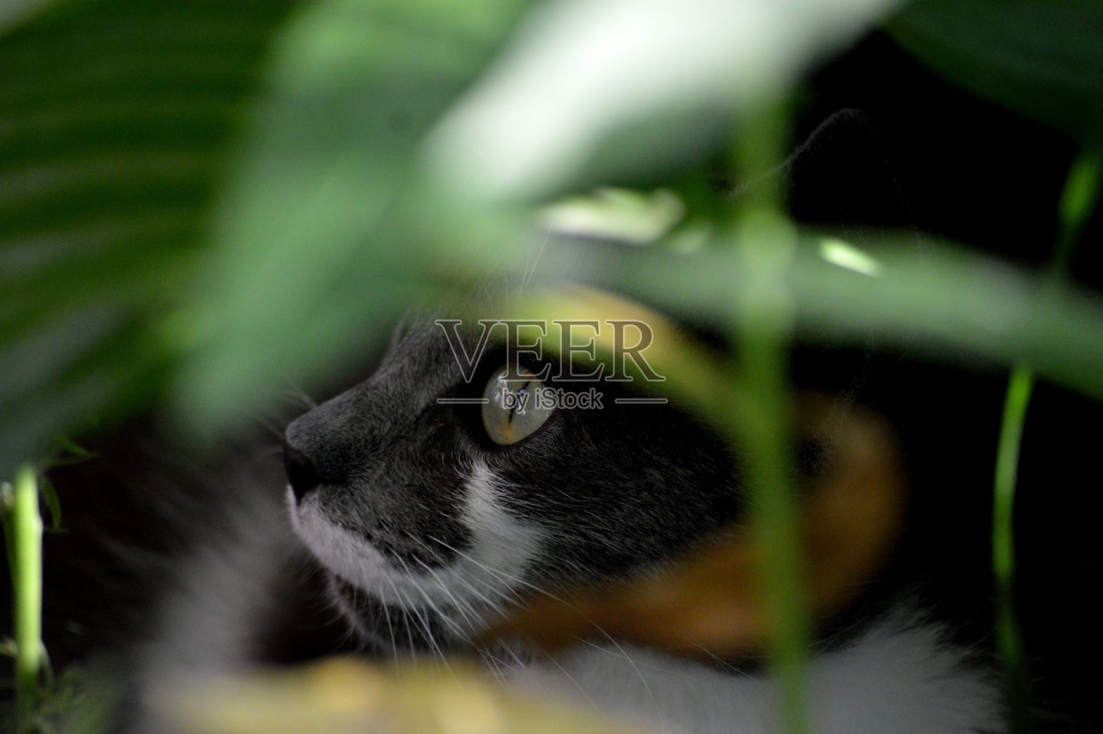 一只黄眼睛的灰猫藏在草丛里照片摄影图片