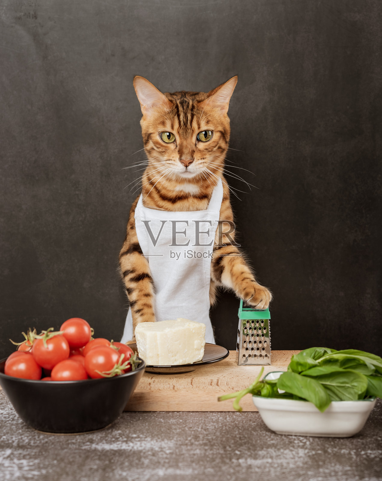 孟加拉猫用刨丝器和奶酪烹饪照片摄影图片