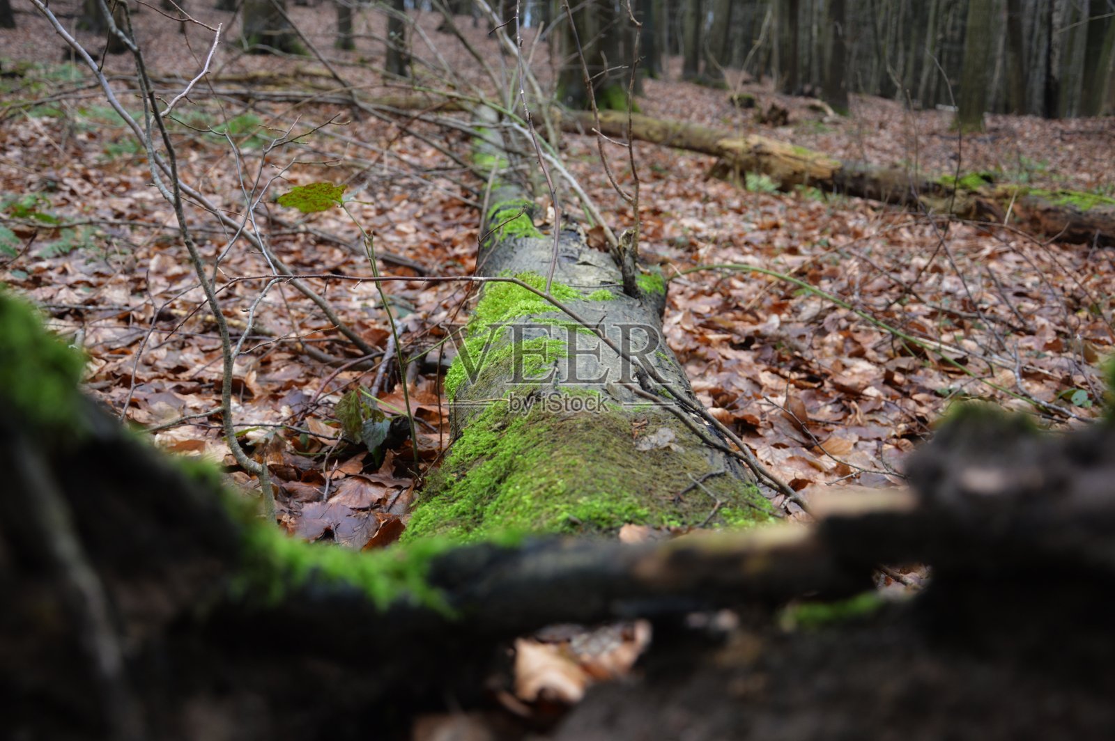 树林里有绿色的苔藓照片摄影图片