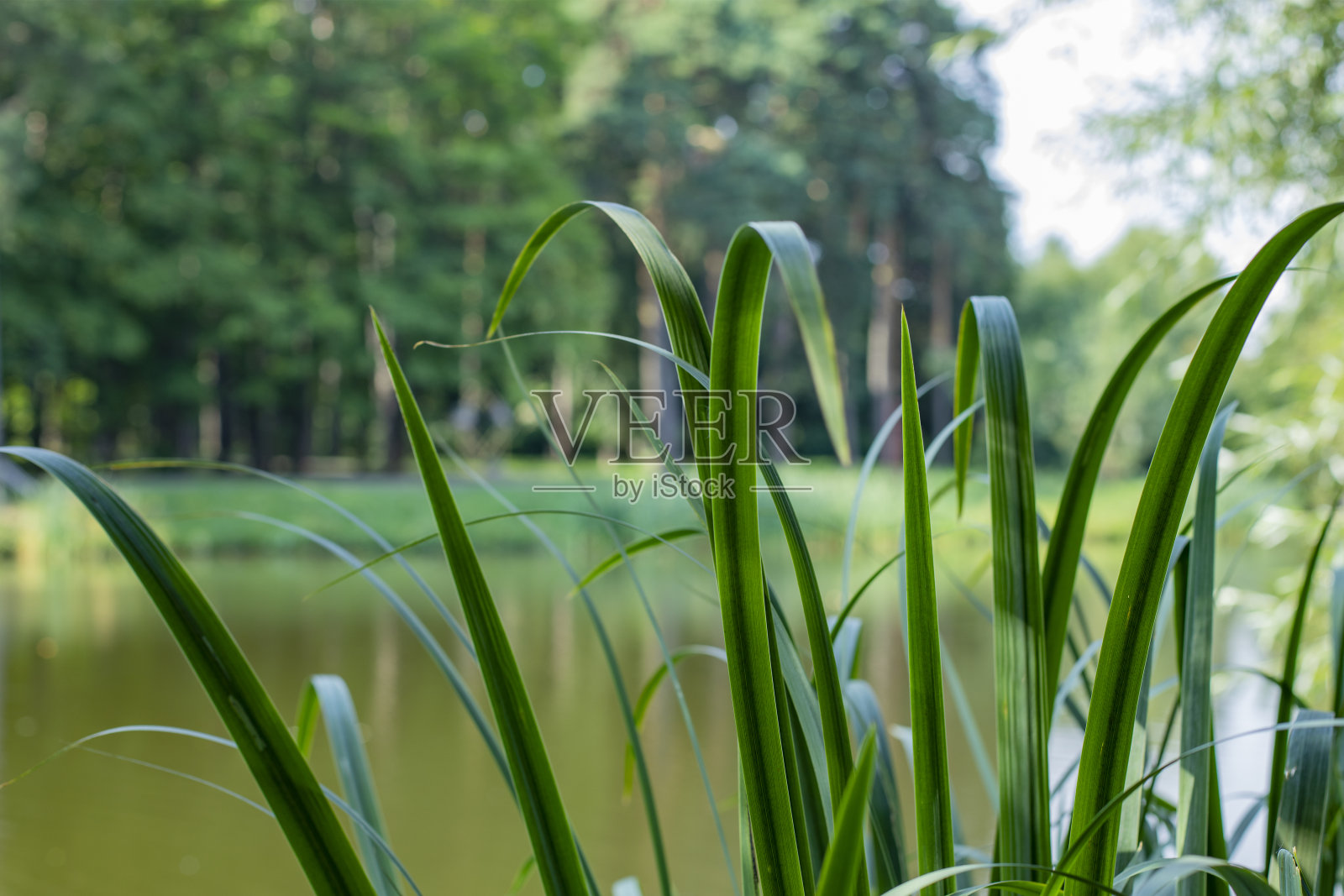 长长的香蒲叶子衬托着天然池塘和长满松树的河岸，一派田园诗般的自然景观照片摄影图片