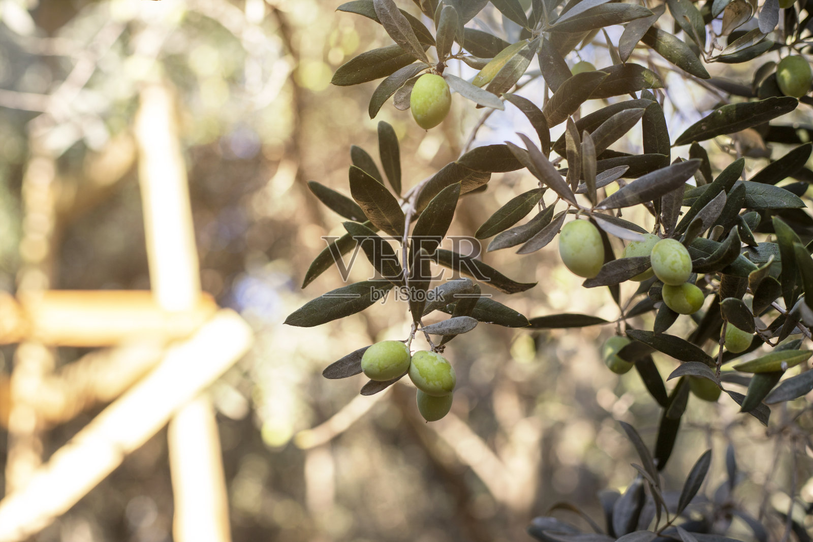 橄榄树的树枝照片摄影图片