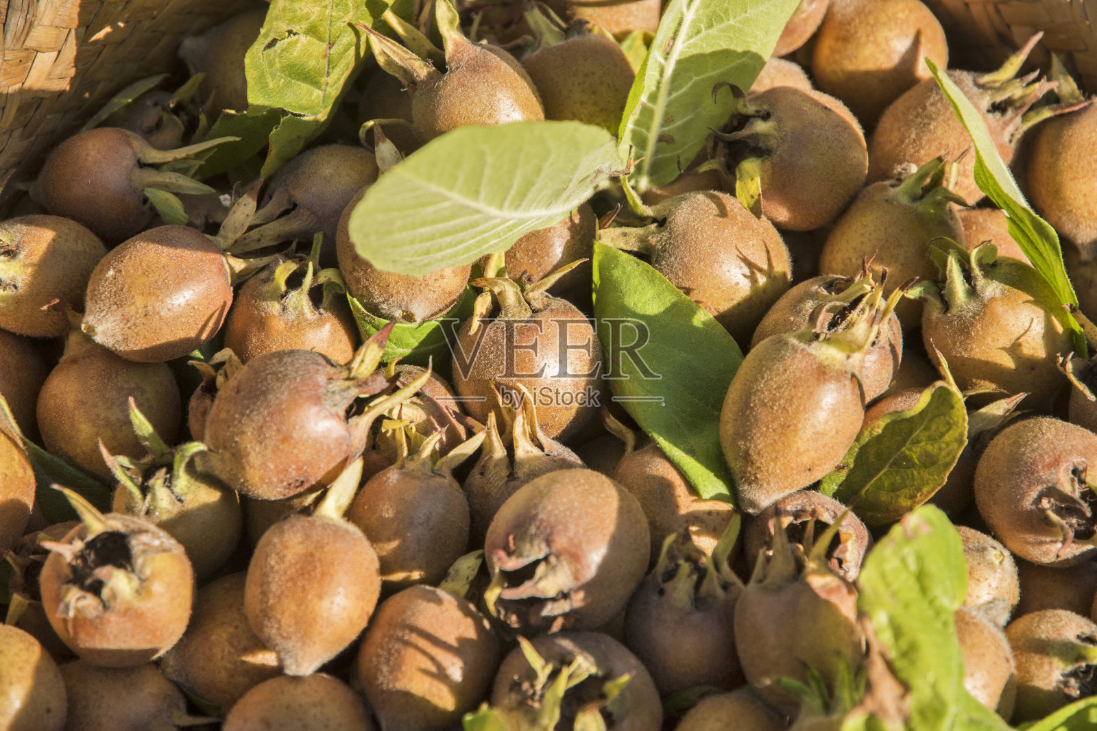 新鲜采摘枸杞照片摄影图片