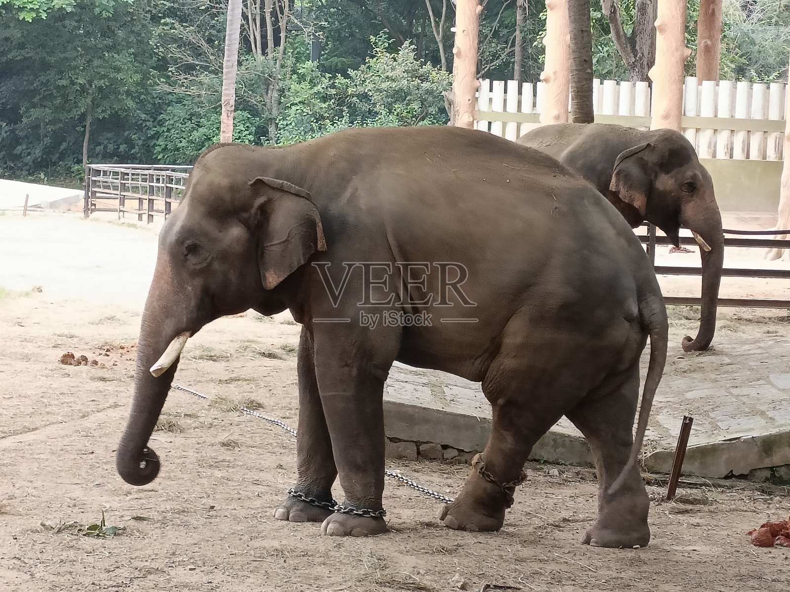 印度象照片摄影图片