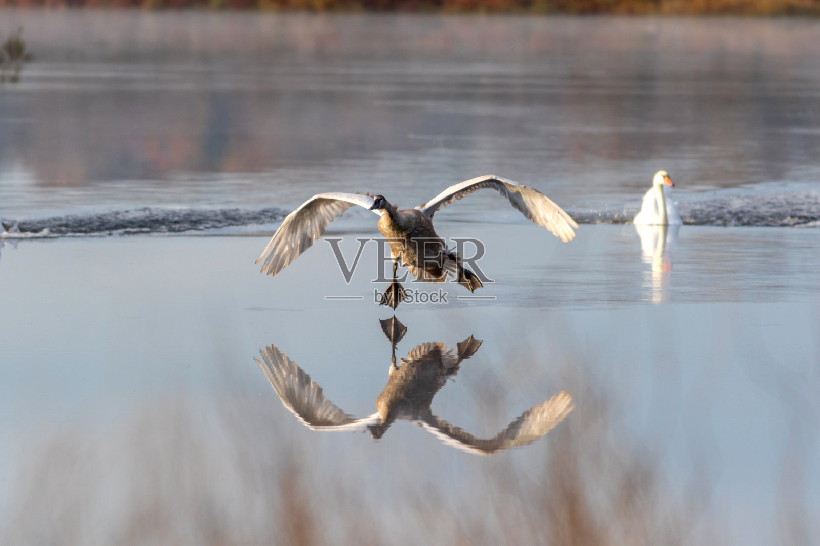 小天鹅与成年天鹅在一个初秋的早晨，在平静安静的水面上进行反思照片摄影图片
