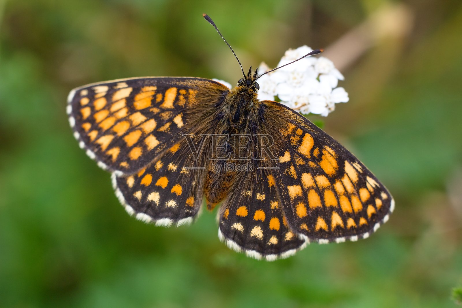 蝴蝶照片摄影图片