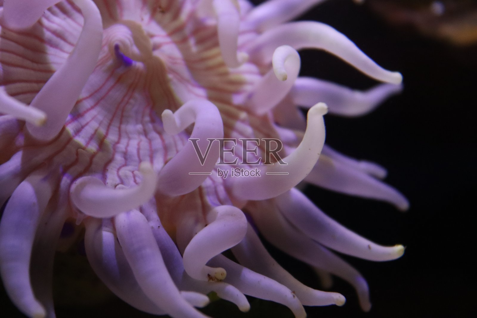 粉红色的海葵照片摄影图片