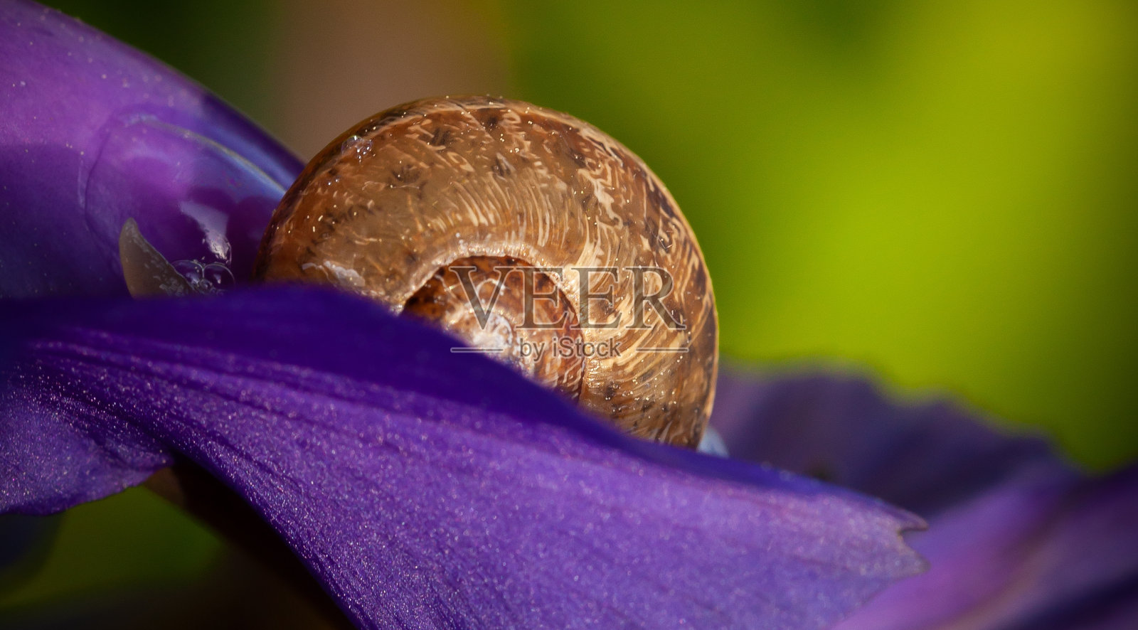 熟睡的蜗牛特写在紫色的花上照片摄影图片