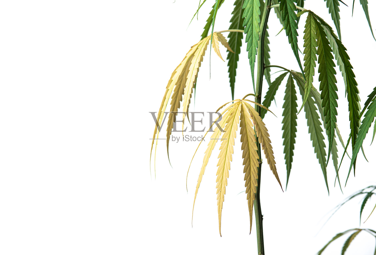 分离在白色、黄色大麻叶子上的大麻植物的营养缺乏照片摄影图片