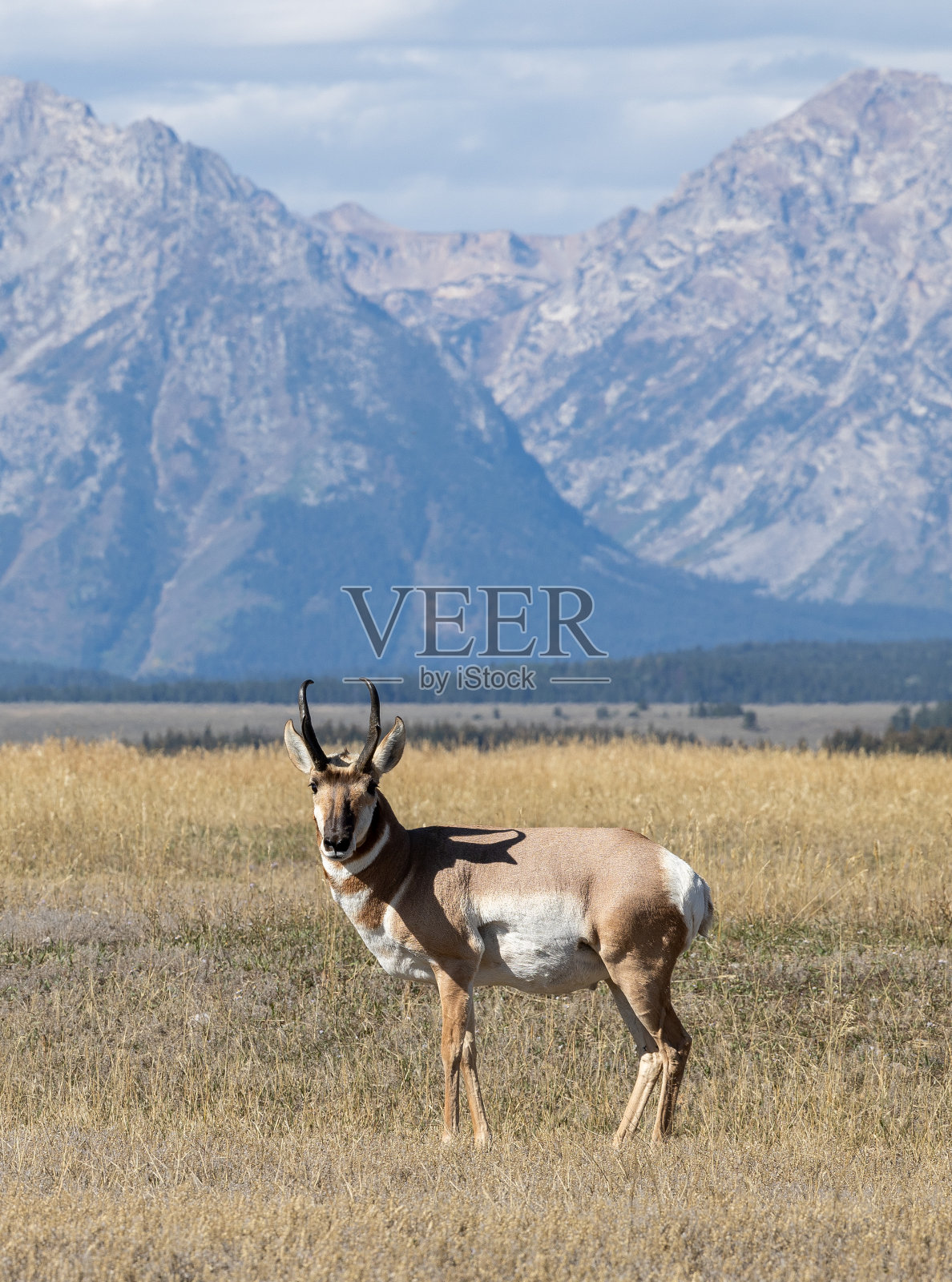 秋天，大提顿国家公园里的叉角羚照片摄影图片