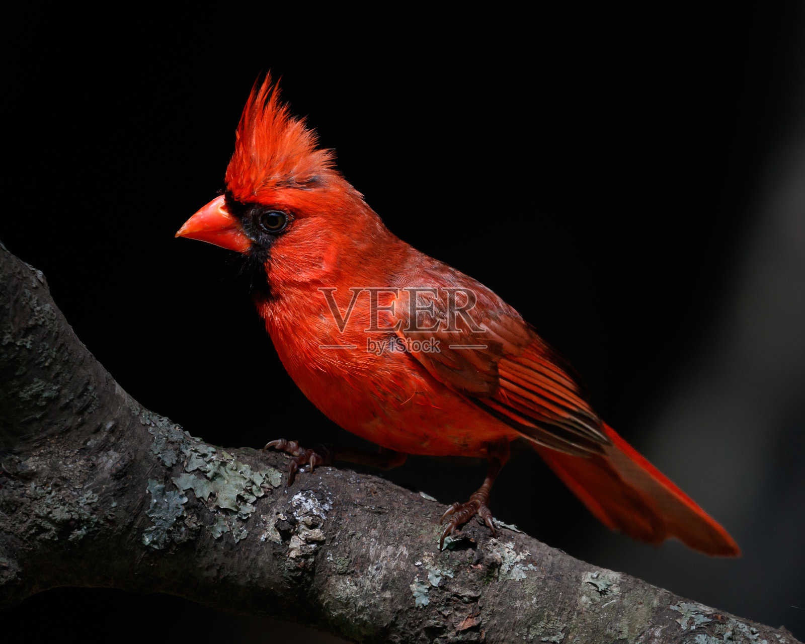 男性北部红衣主教照片摄影图片