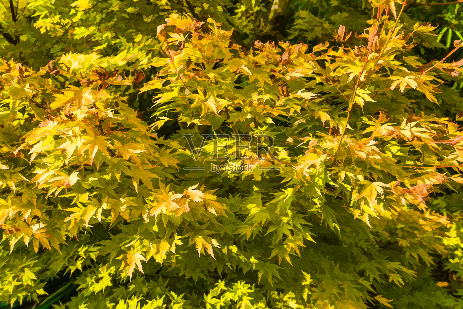 黄色落叶插图照片摄影图片