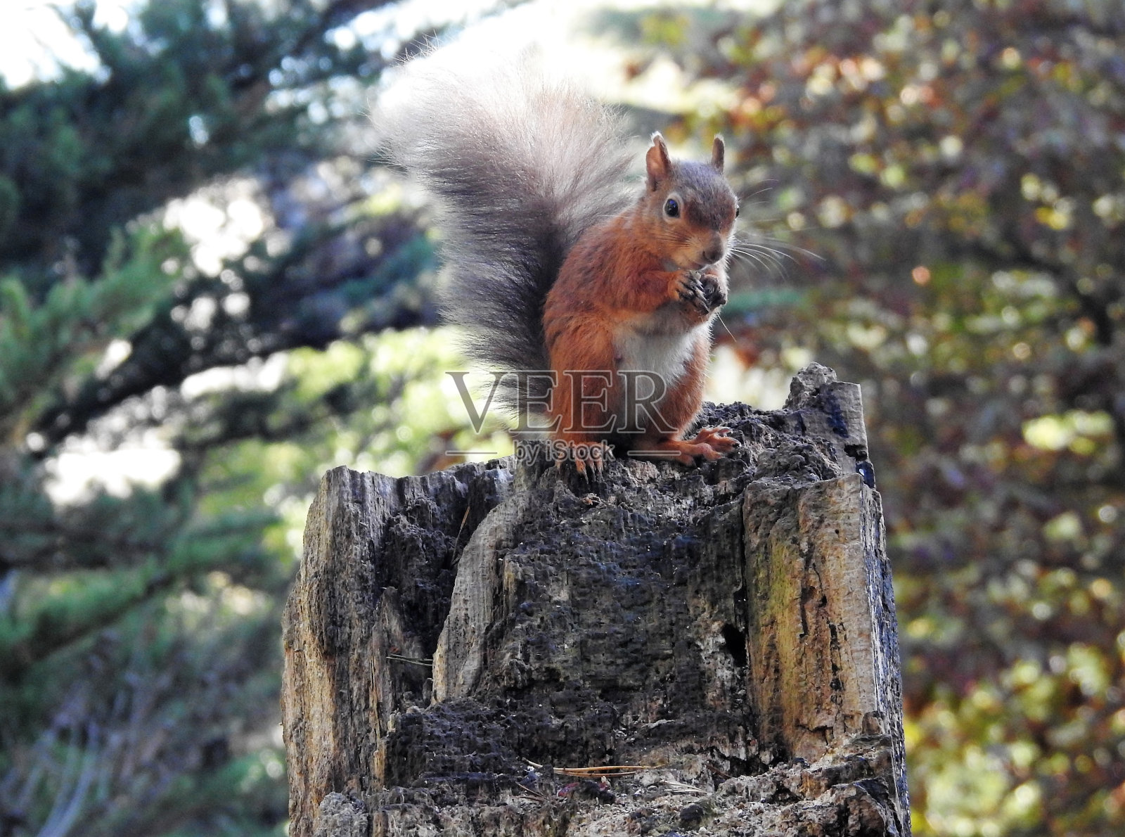 正面的红松鼠抱着栗子坐在垂直的树干上照片摄影图片