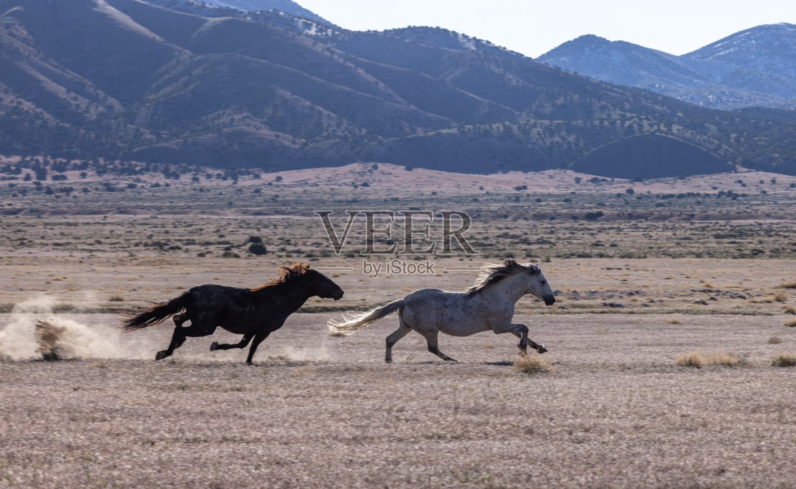 尤塔沙漠里的野马照片摄影图片