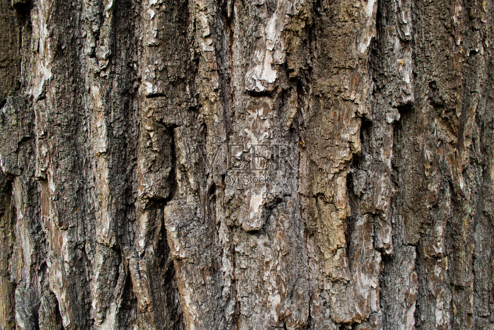 一棵老大树粗糙树皮的特写。自然背景。本空间照片摄影图片