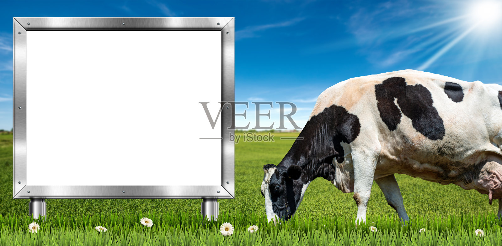 乡村风景上的空白广告牌和奶牛照片摄影图片