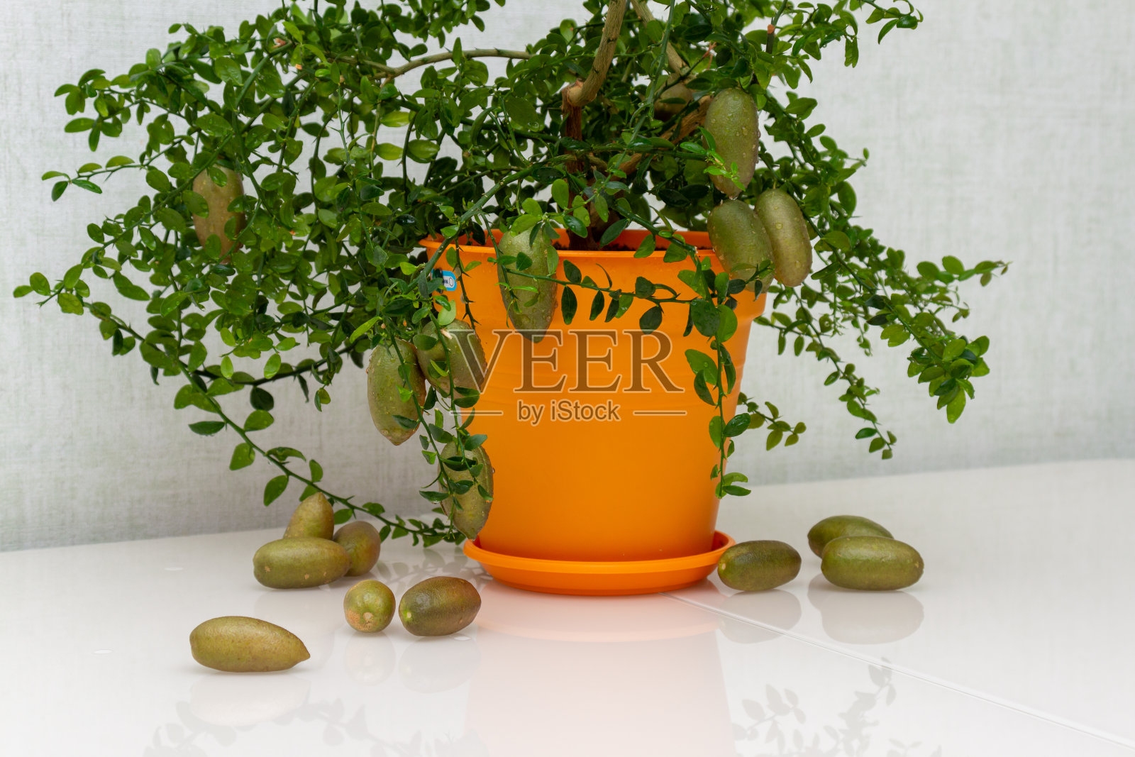 奇异的盆栽柑橘植物澳大利亚指酸橙与酒红色的果实。室内树生长。澳大利亚小柑橘植物，手指形状的果实和绿叶放在桌子上，特写照片摄影图片