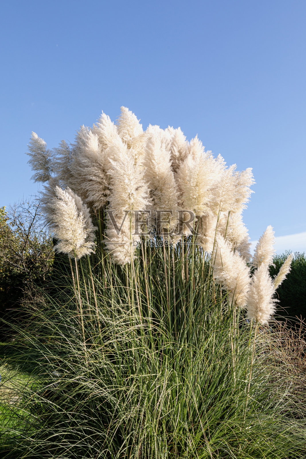 潘帕斯草在秋风和阳光下照片摄影图片