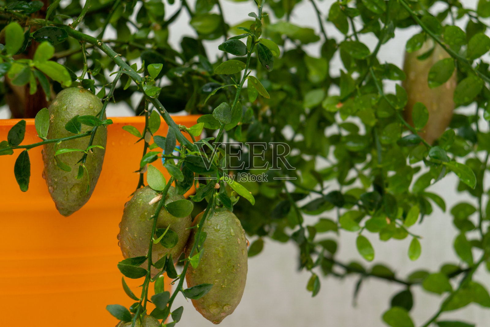 灌木枝条上有成熟的酒红色绿色细长果实，盆栽柑橘植物澳大利亚指酸橙，特写。室内柑橘树种植照片摄影图片