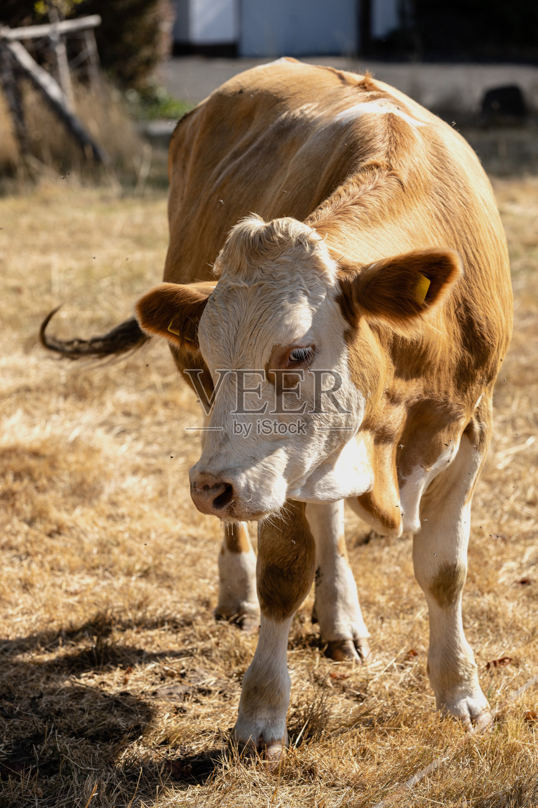 秋天牧场上的小牛照片摄影图片