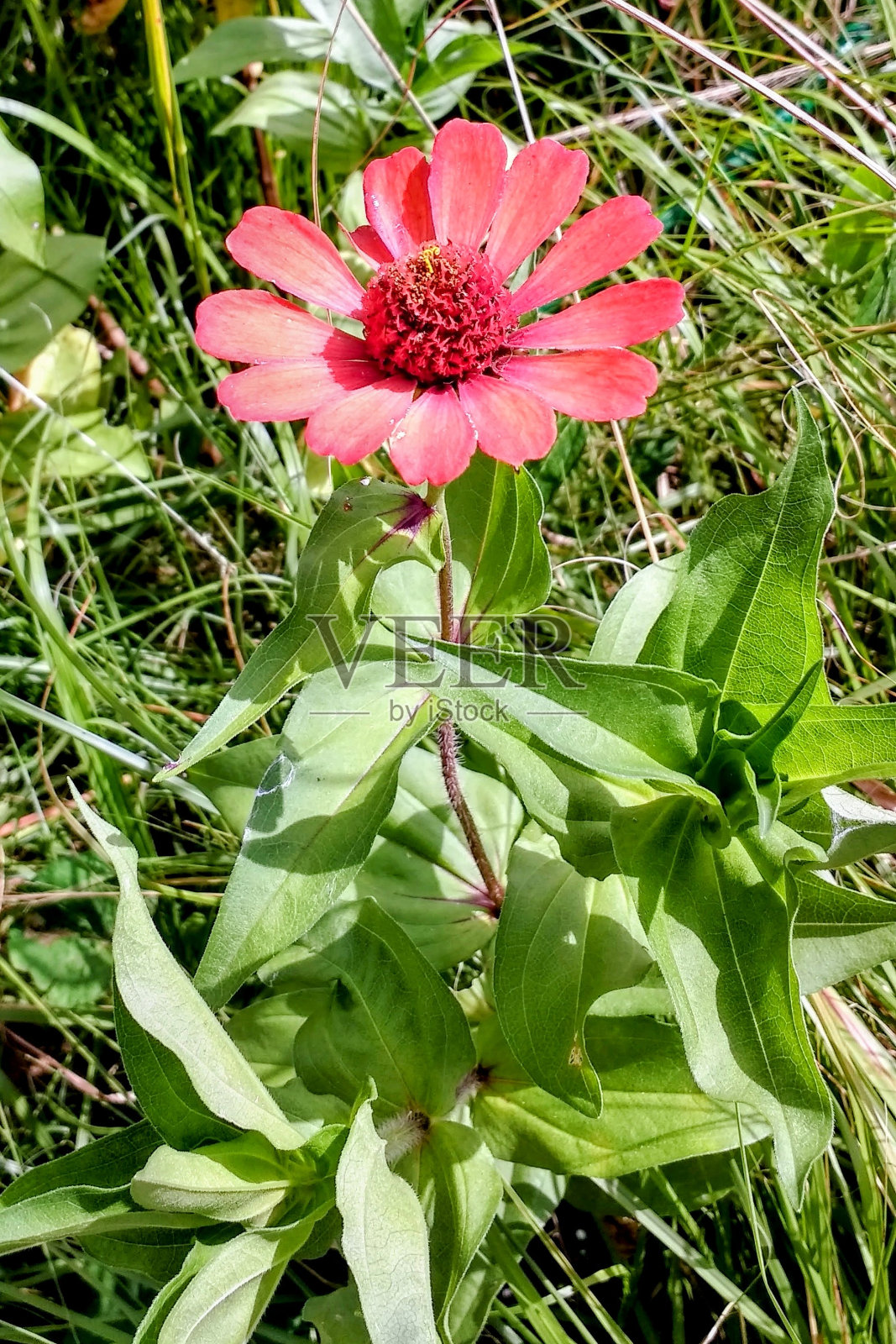 自然之美07照片摄影图片