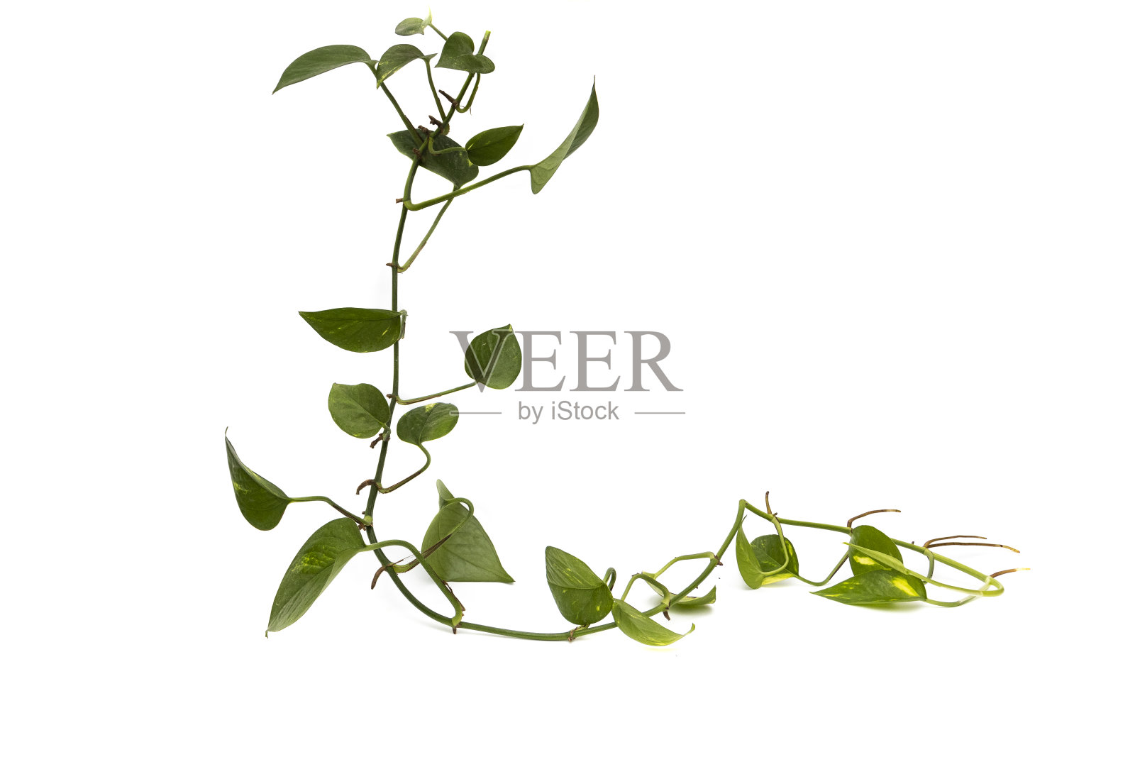 在白色的背景上，分离出了心形叶子的白花。它是一种原产于巴西东南部的植物。照片摄影图片