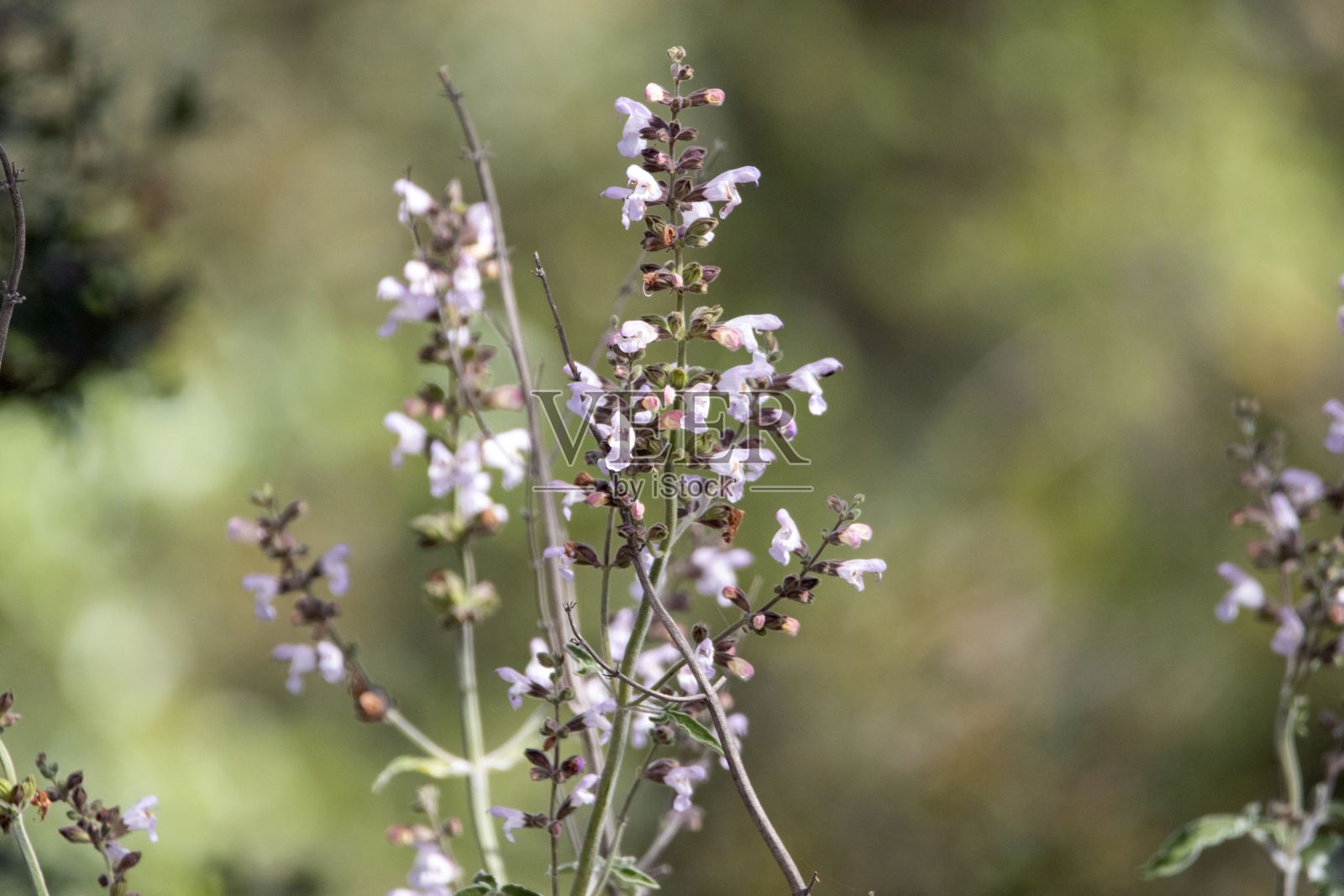 希腊传奇，丹参照片摄影图片