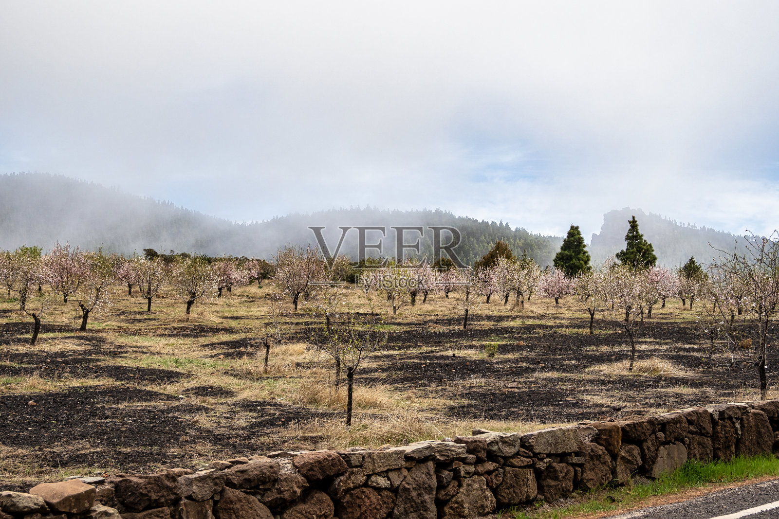 2月的大加纳利岛，特赫达火山口，杏树盛开，西班牙照片摄影图片