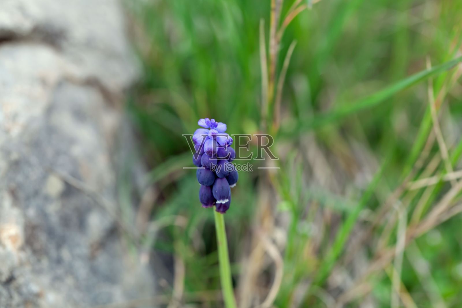 牛舌花照片摄影图片