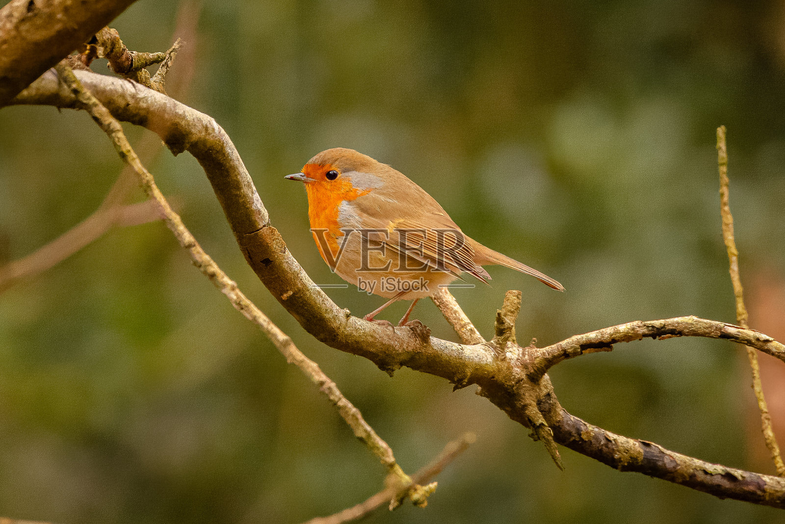 看起来很照片摄影图片