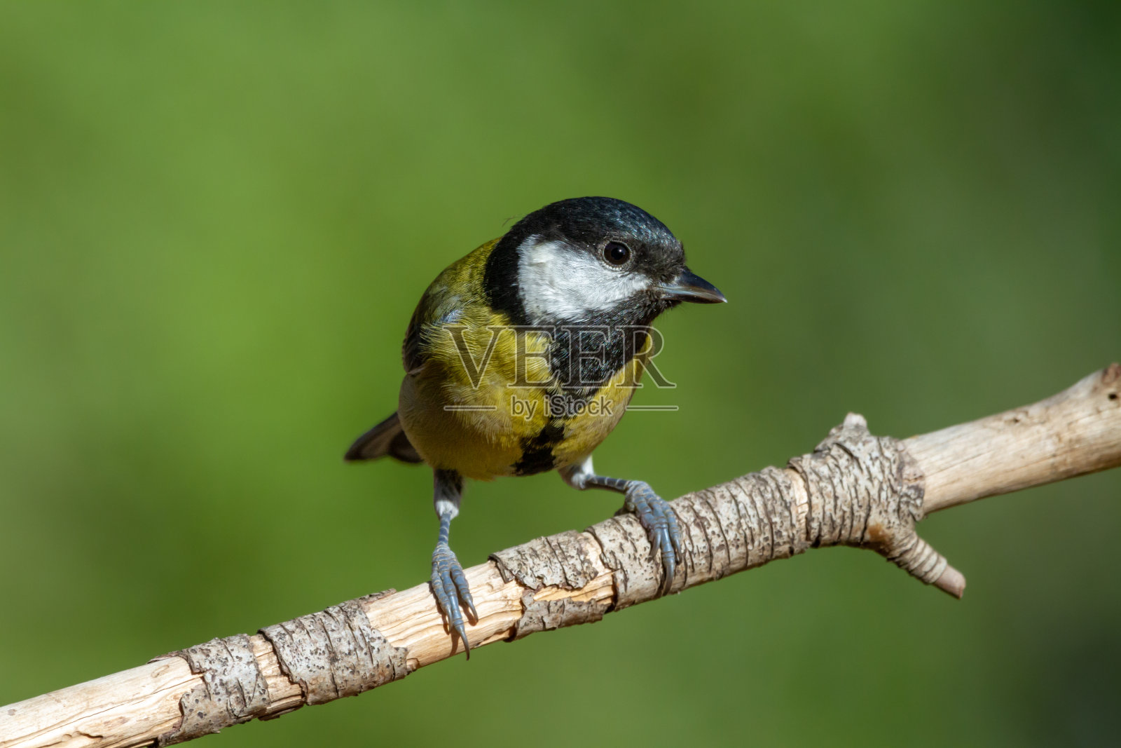 大山雀栖息在松枝上照片摄影图片