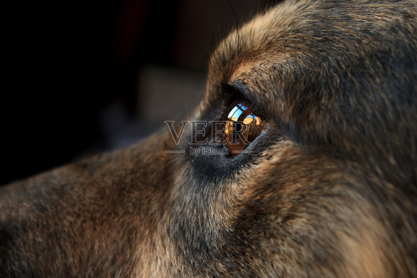 透过窗户往外看照片摄影图片