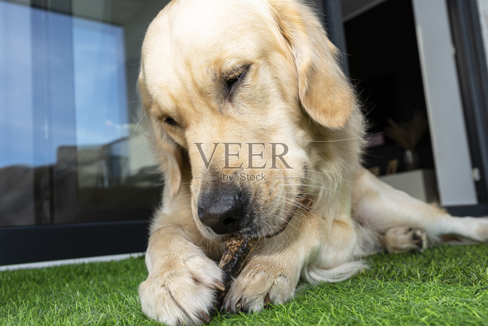 在室外庭院的人造草地上，一只雄性金毛猎犬正在吃骨头。照片摄影图片