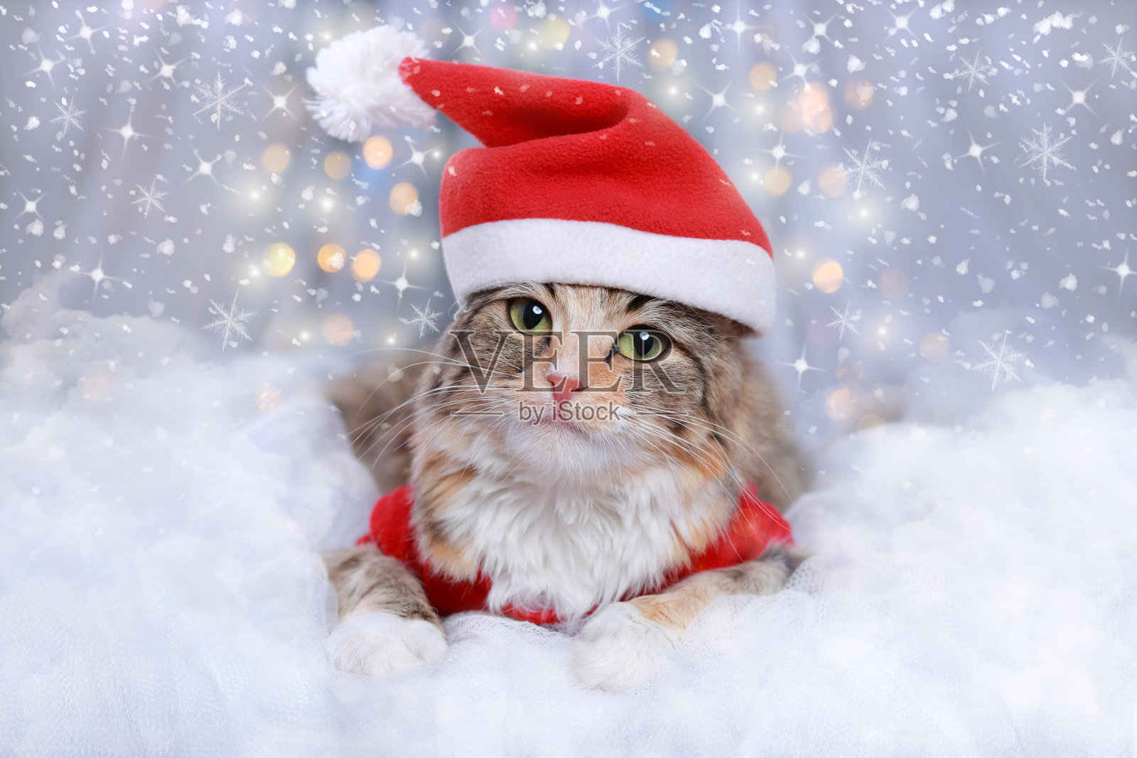 小猫在白云上休息。新年佳节背景。一只戴着圣诞老人帽子的绿眼睛猫躺在白色的背景上。圣诞节的猫。冬天的季节。贺卡。冬天。2023年新年快乐照片摄影图片