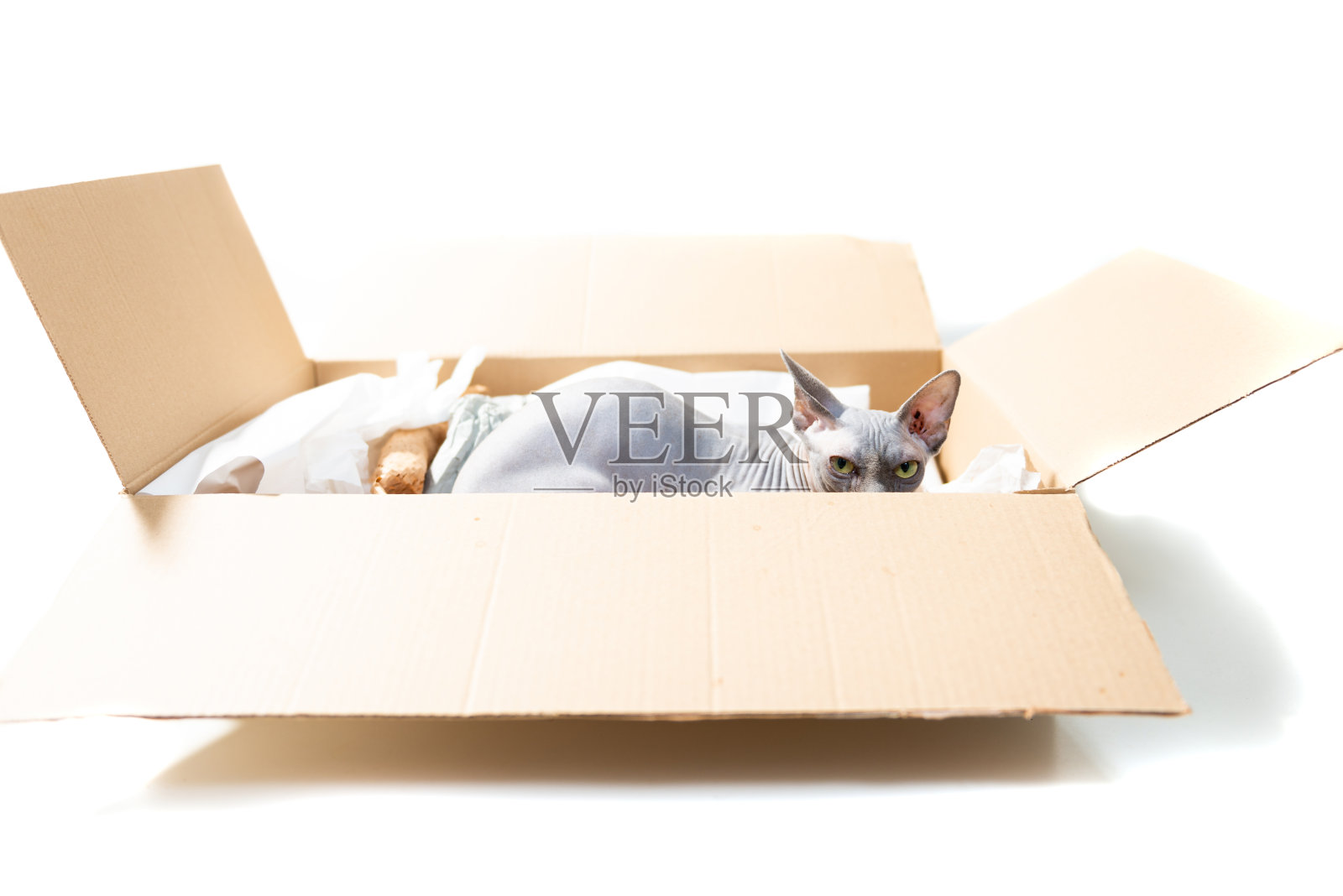 小斯芬克斯猫在包裹纸箱盒子里照片摄影图片