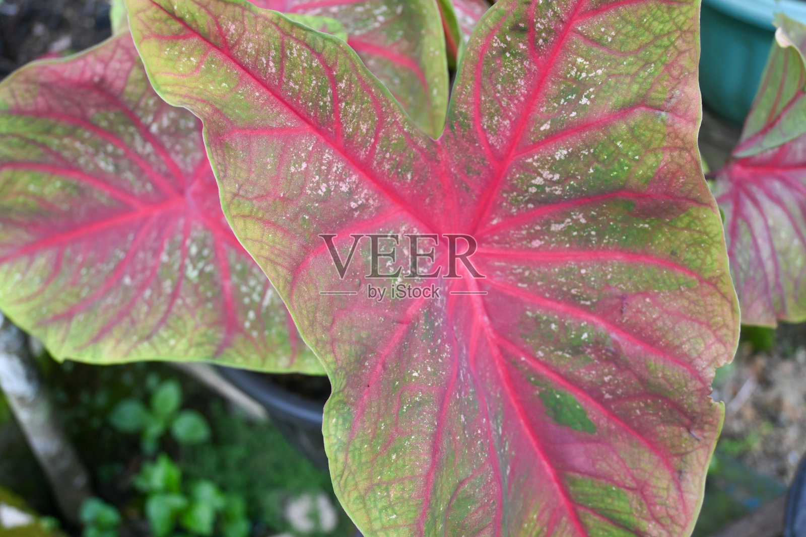 贝母照片摄影图片