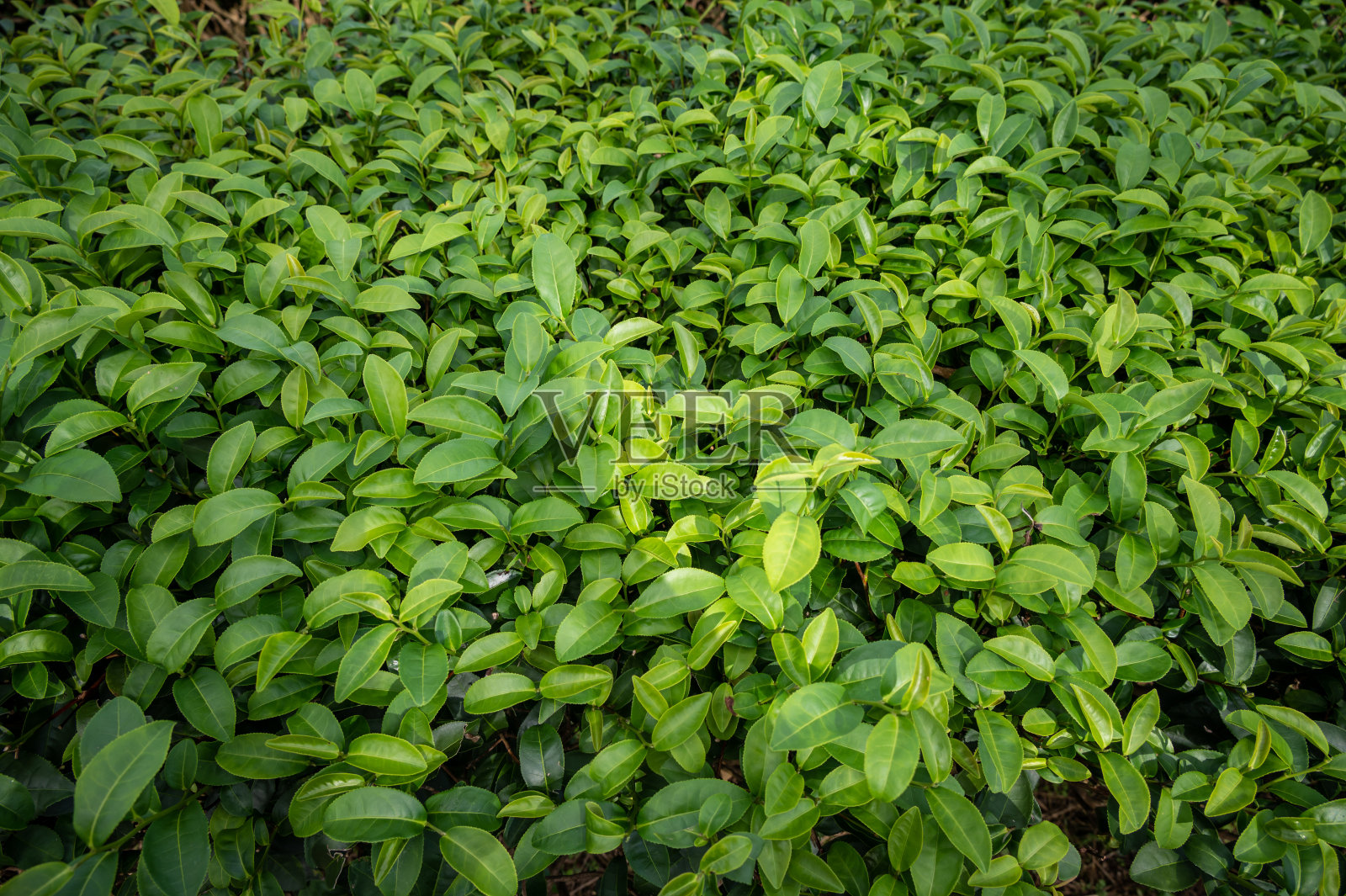 茶叶生长在种植园田地的全帧镜头。照片摄影图片