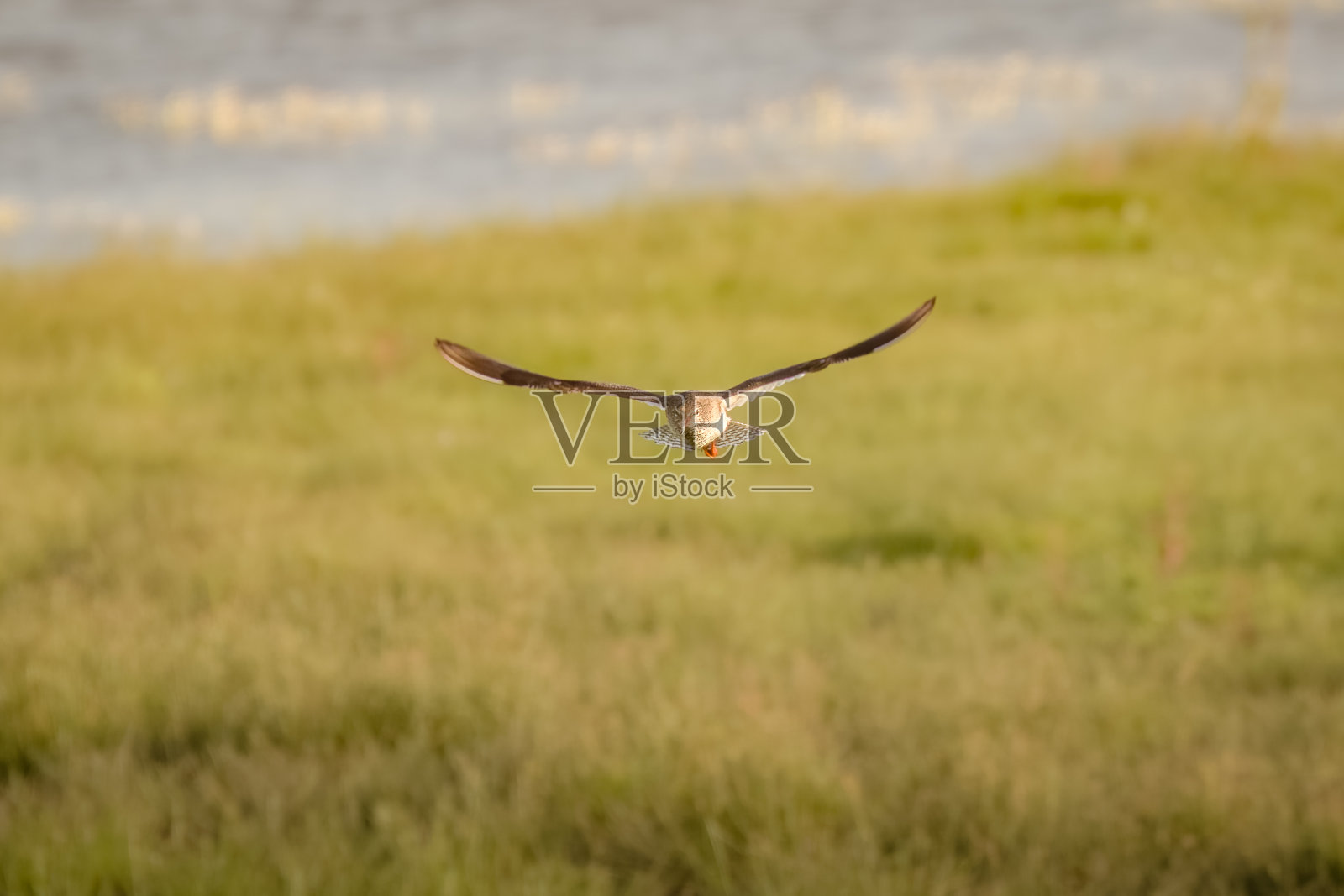 传入的照片摄影图片