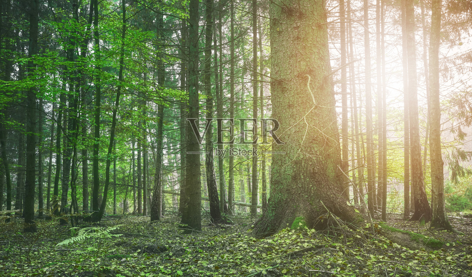 色彩柔和的画面一片森林，选择性聚焦。照片摄影图片