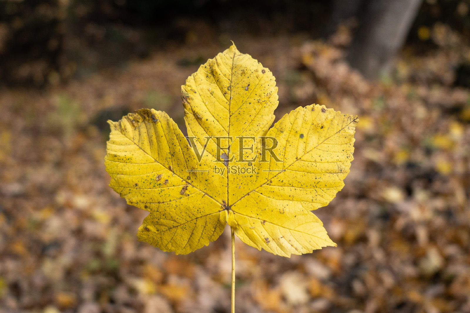 绿叶站在森林和其他叶子的前面照片摄影图片