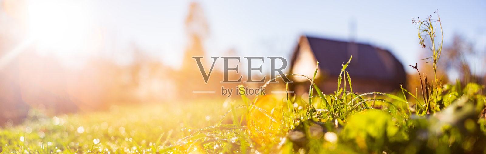 绿色草叶的自然强烈的模糊背景特写。阳光明媚的早晨，草地上有新鲜的草。本空间照片摄影图片